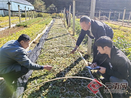 腾冲 极小物种种群回归试验成功