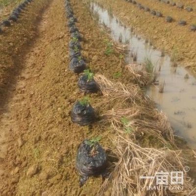 粉葛种苗广西梧州市藤县_批发_供应-一亩田农业网_专业的农产品信息商务平台