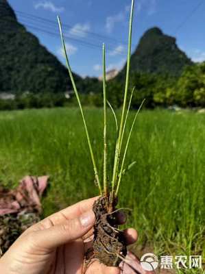 荸荠种苗广西桂林荔浦马蹄苗桂蹄3号种子苗水果马蹄苗