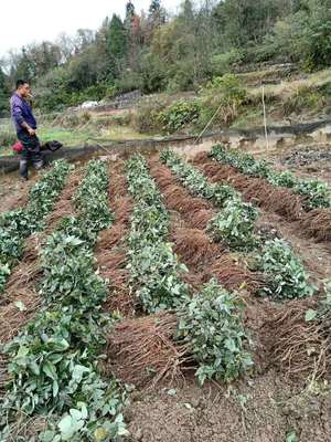 广西八月瓜种植基地 八月瓜种苗批发 八月瓜种植技术