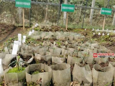 资源濒危“植物活化石”冷杉首次实现野外回归种植