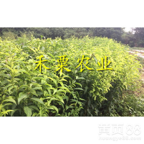 【广西柳州青脆李苗多少钱一棵--高产青脆李子树苗基地报价。】- 