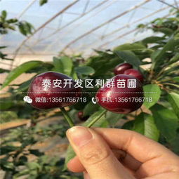 拉宾斯樱桃苗 拉宾斯樱桃苗哪里有卖