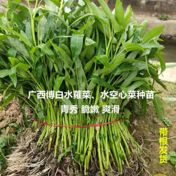 广西博白特产空心菜 水蕹菜 通心菜 新鲜蔬菜 苗带根产地.