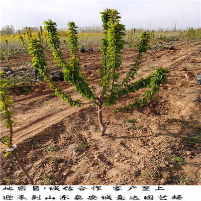 红南阳樱桃树苗需要多少钱 广西红南阳樱桃树苗主要产地