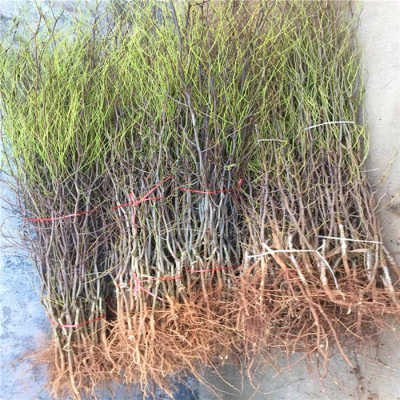 大红枣树苗准确价格 大红枣树苗单价