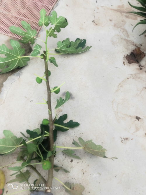 【青皮无花果广西无花果树苗价格】- 