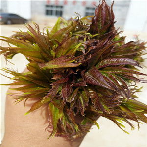 广西矮化香椿树苗种植技巧