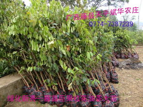广西大果红花油茶树苗价格及规格 供应油茶嫁接苗实生苗种子茶果