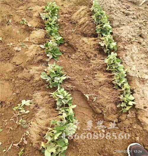 【岳阳越心草莓苗基地直销】-