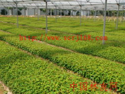 桉树专用肥 产品 广东省林木种苗示范基地