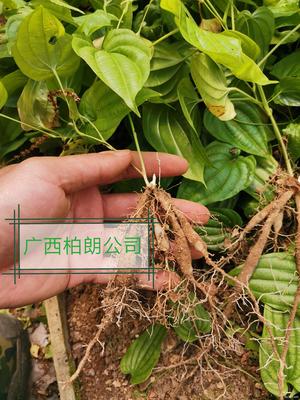 [对叶大百部种苗批发]广西贵港对叶大百部种苗价格2.5元/株-王先生