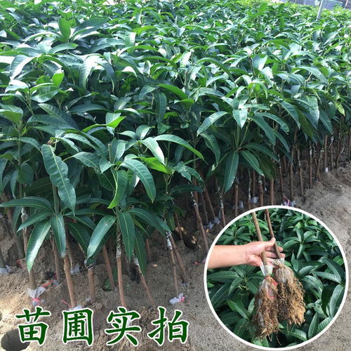 芒果树苗包邮广西容县发货正宗嫁接金煌芒树苗四季蜜芒果树苗