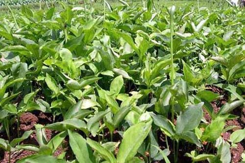 [牛大力种苗批发]广西钦州灵山县牛大力种苗 0.50元/棵优质牛 _ 一亩