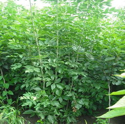广西 沉香树苗价格 苗农在线