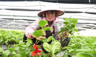 发展水果种植助力脱贫攻坚 绥江县人民政府 官方网站