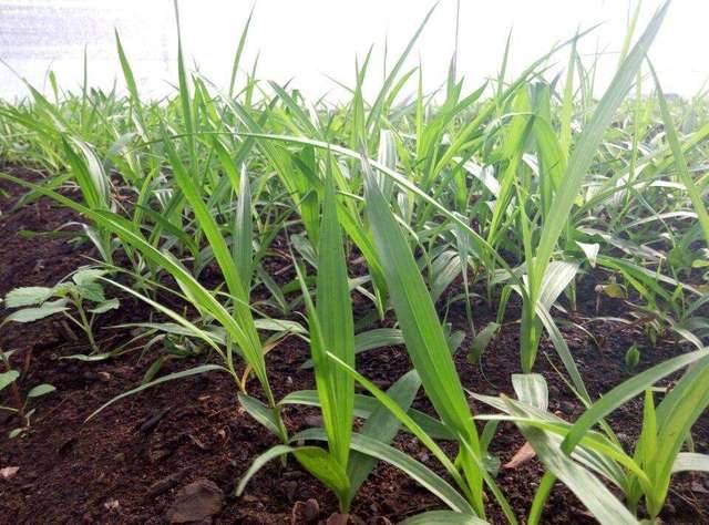 广西河池白芨种苗种植技术 百色白芨种苗种植基地