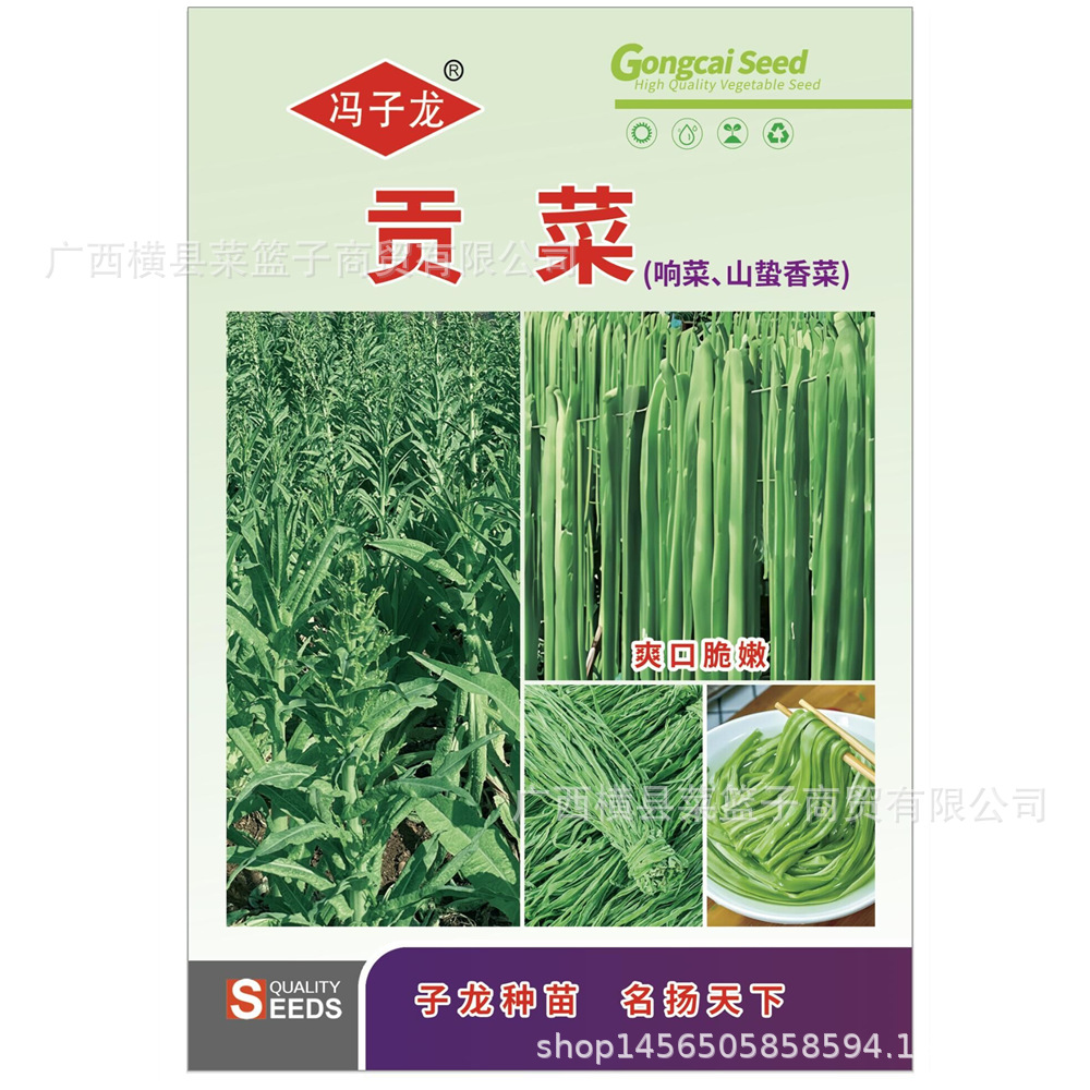 贡菜(响菜、山蛰香菜) 冯子龙种苗公司直售批零大田基地种植蔬