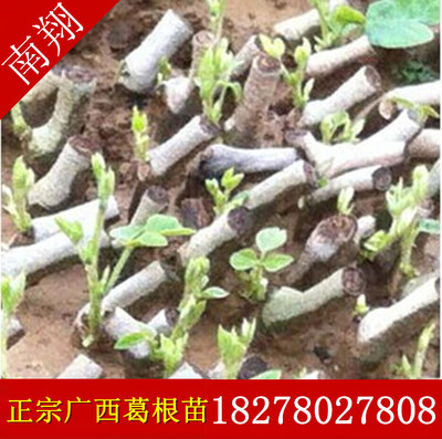 大量批发广西葛根种苗和平粉葛种苗18278027808