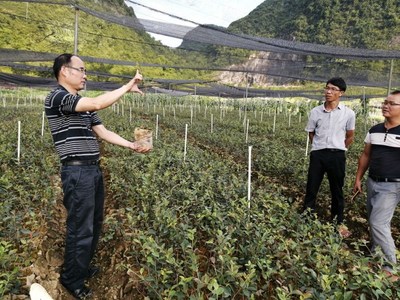河池市林业局开展2019年林木种苗执法与质量抽查“回头看”督导行动