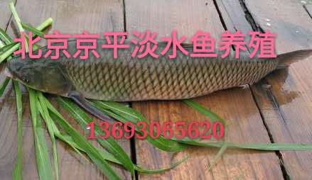 网上水产批发市场 水产批发 成品 种苗 设备 饲料 渔药