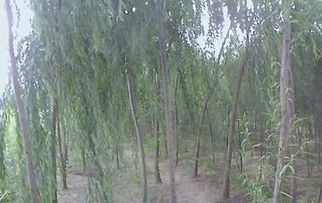 河北垂柳价格 垂柳树苗