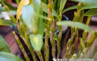 大山里碰到这些 珍贵药材 ,不要错过了,看见挖回家可以卖钱