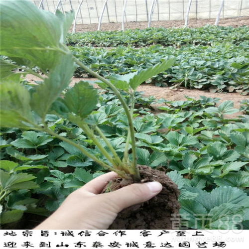 【菠萝口味草莓苗广西防城港目前适合种植什么品种】- 