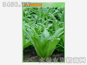 台农精品油荬菜