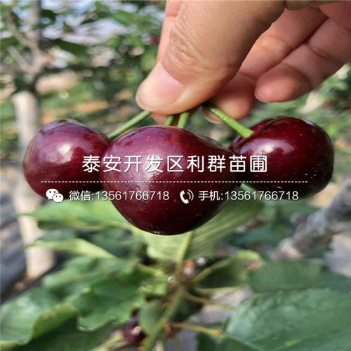 【10公分柿子树苗出售价格、2019年10公分柿子树苗多少钱一棵】- 