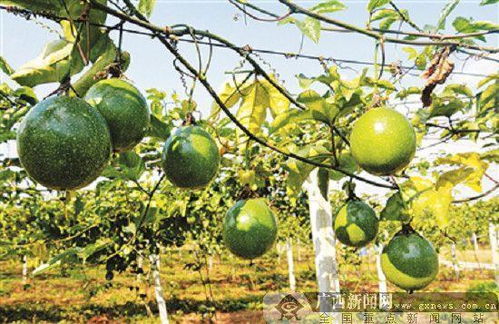 广西柳州 小小黄金百香果引客来,脱贫致富好帮手