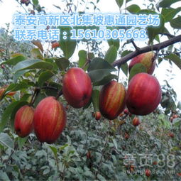 【广西早酥红梨树苗价格、早酥红梨树苗报价】-