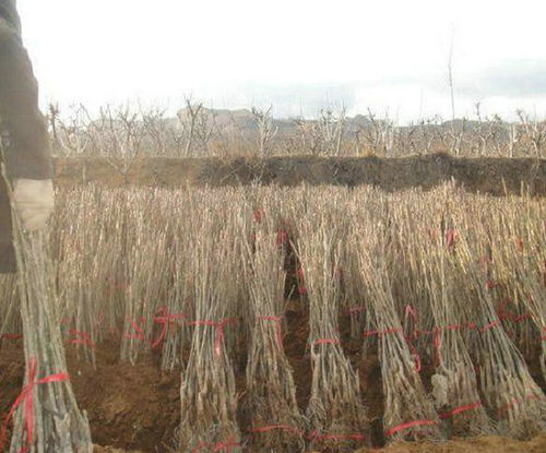 【广西上宋6号核桃苗基地供应】- 