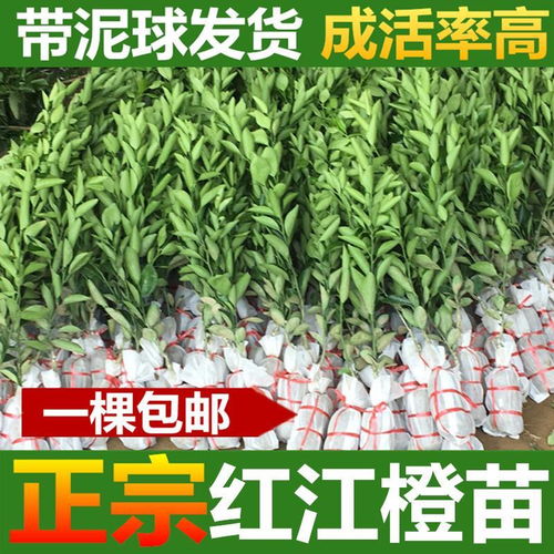 红江橙苗 一件包邮 正宗廉江红橙树苗 嫁接橙子果树苗 广西发货