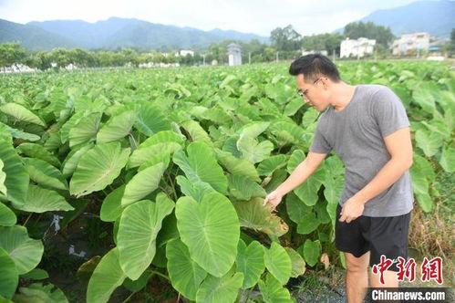 台青以广西青山秀水做农业 文章 产品畅销东盟