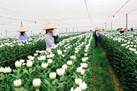 莫把花期空错过