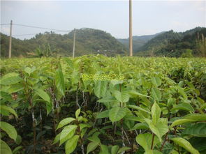 【广西大红花油茶树苗价格红花大果油茶嫁接苗实生苗藤县巨果红花油茶苗批发】- 