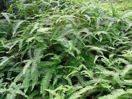 斗门山里常见植物,还记得小时候上山收芒,煲水煮饭