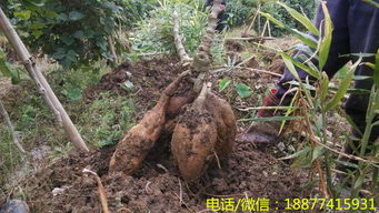 粉葛种苗报价 厂家