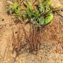 广西桂林荔浦市桂林荔浦多鑫种苗公司红椎苗