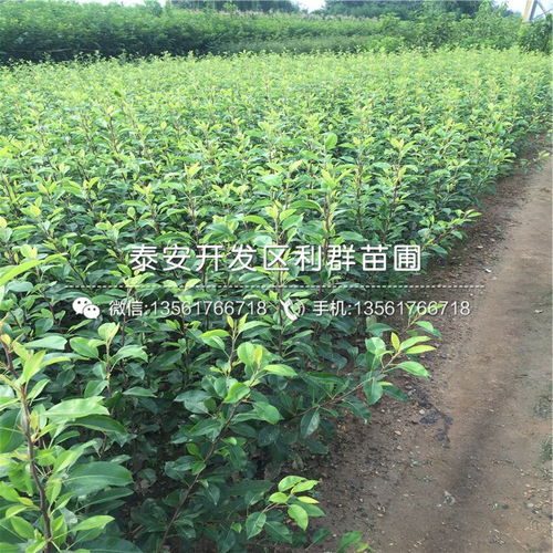 【秋月梨树苗、山东秋月梨树苗出售】- 