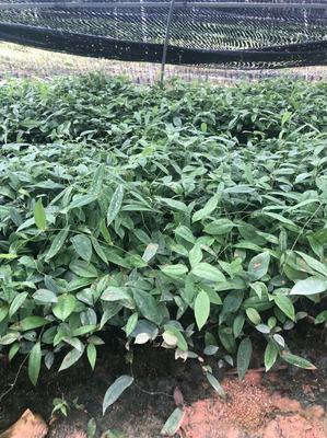 [土茯苓苗批发]广西钦州灵山县土茯苓苗 0.25元/棵土茯苓苗 _ 一亩田