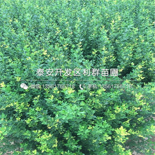 【枳壳种苗品种】- 