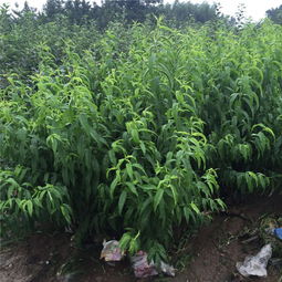 【核桃树苗出售】- 
