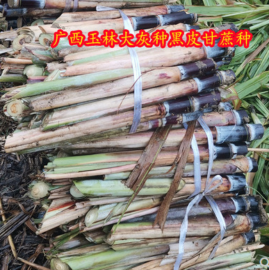 农资 广西黑皮甘蔗种苗 100根每根4至7个芽广西大灰种.