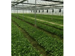 广西华夏本草白芨种苗|其它资材|园艺资材|供应信息|597苗木网