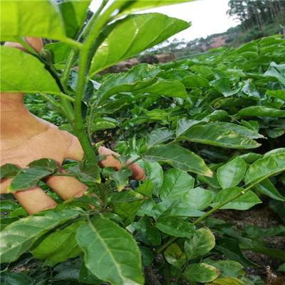 荔浦鸡心黄皮苗,桂林鸡心黄皮苗,广西水果种苗