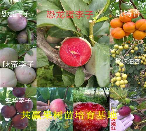 【草莓苗基地、广西防城港卖的章姬草莓苗多少钱一株】- 