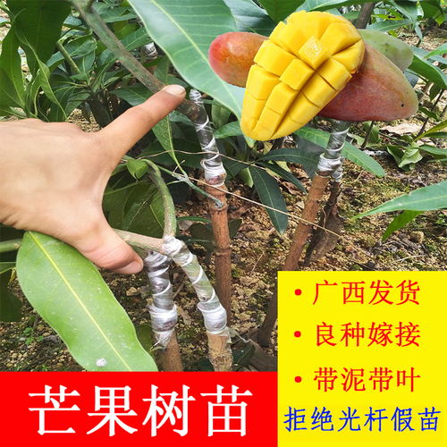芒果树苗南方果树苗盆栽四季芒果苗嫁接庭院地栽水果苗广西红贵妃