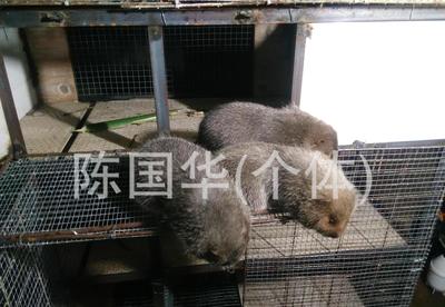 广东广西湖南福建江西海南江苏浙江贵州云南销售回收黑豚竹鼠种苗